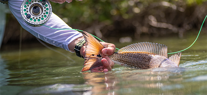 CCA Florida & Mud Hole Launch Release the East