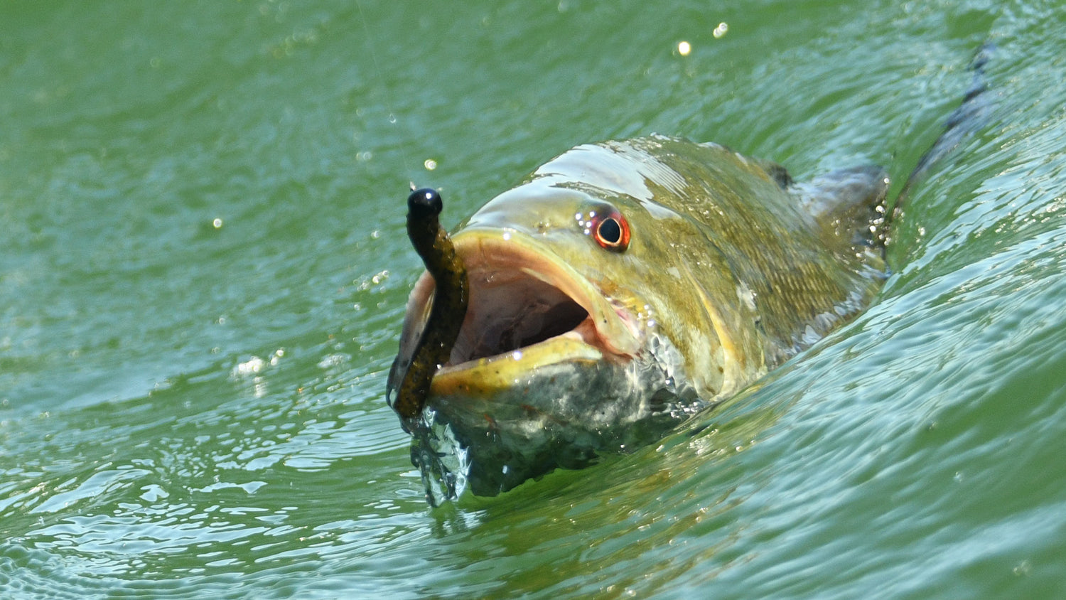 Planning your 2024 Spring Builds