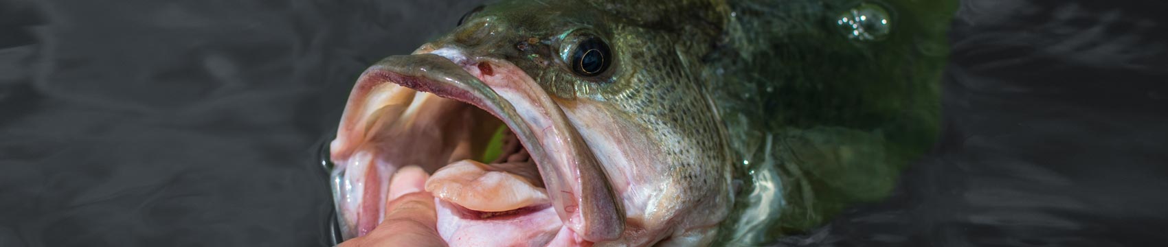 Phenix Bass Recon Elite Rod Blanks