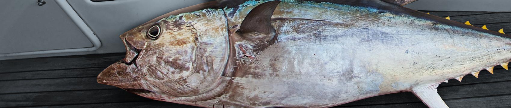 Black Hole Rod Blanks for Rod Building