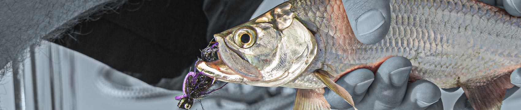 CRB Color Series Fly Rod Blanks