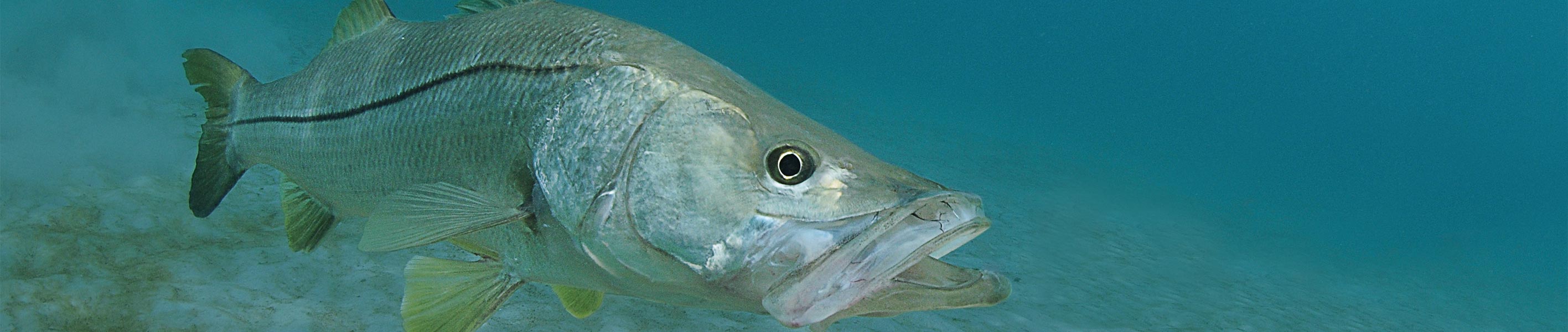 Target your favorite coastal gamefish with CRB's Surf & Inlet blanks