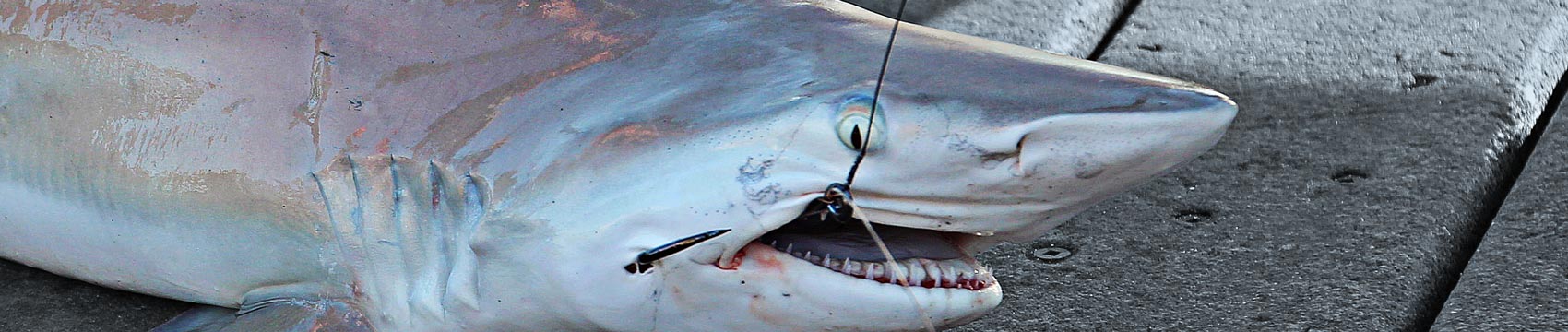 CRB Gator Glass Rod Blanks