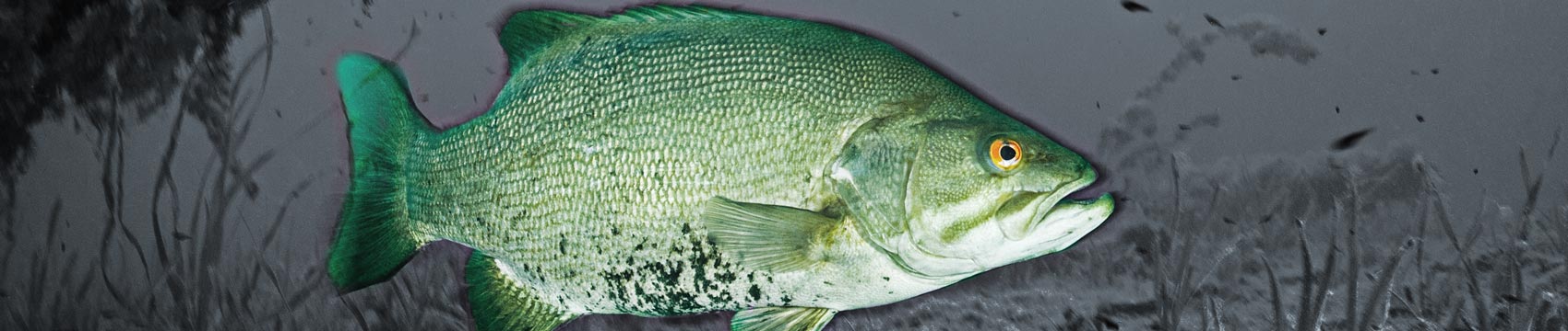 Phenix K2 Freshwater Rod Blanks