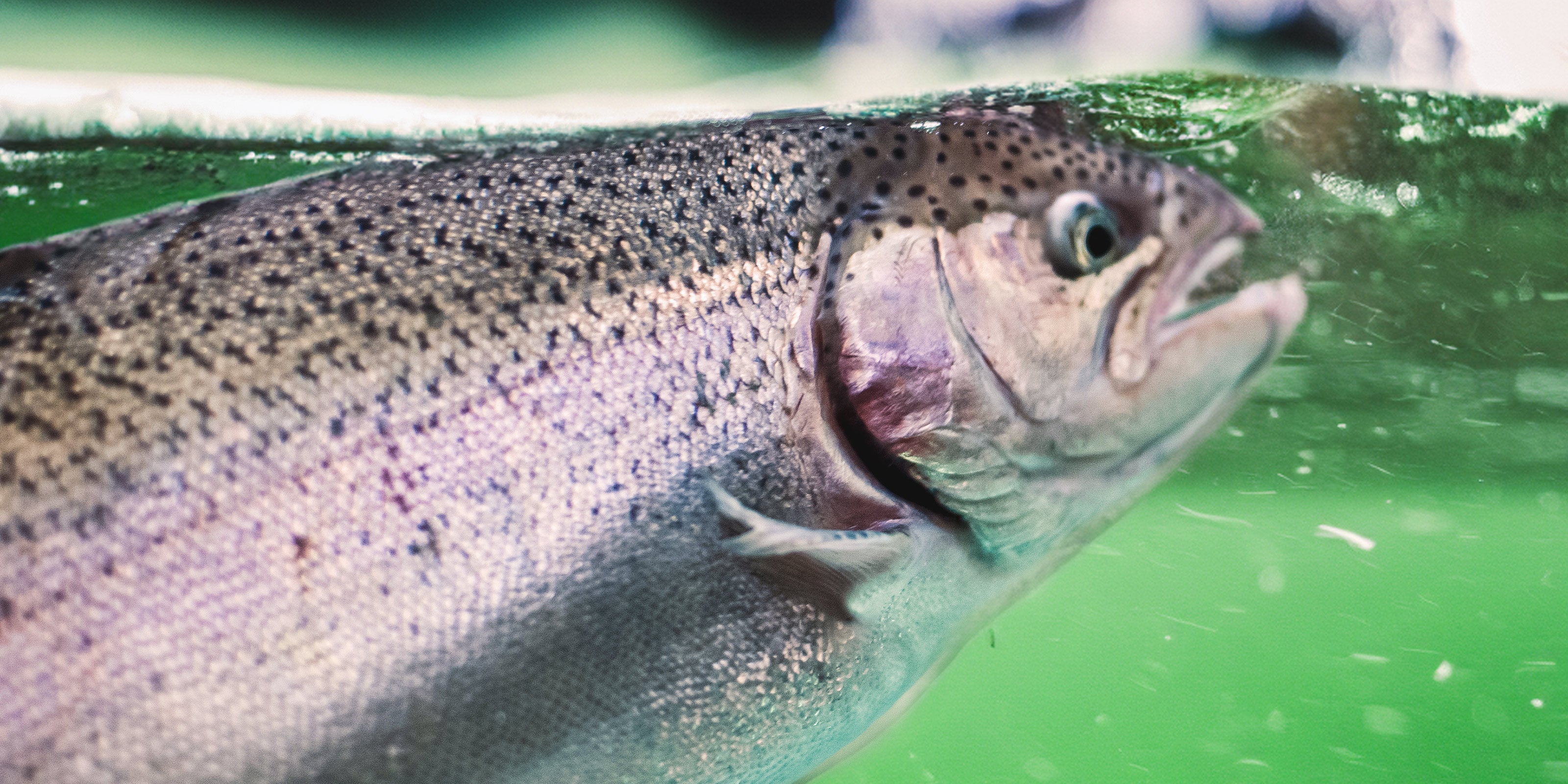 Panfish & Trout Fishing Rod Blanks for Rod Building