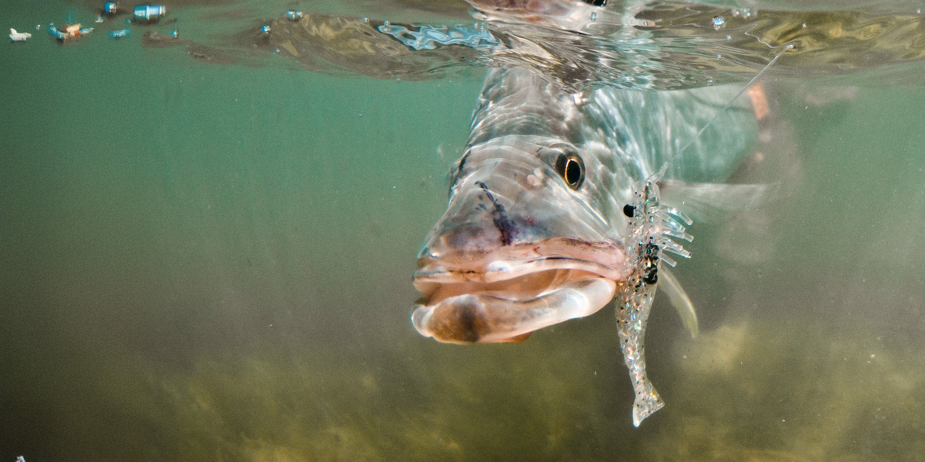 Soft Plastic Fishing Baits & Lures - Worms, Swimbaits & Craws