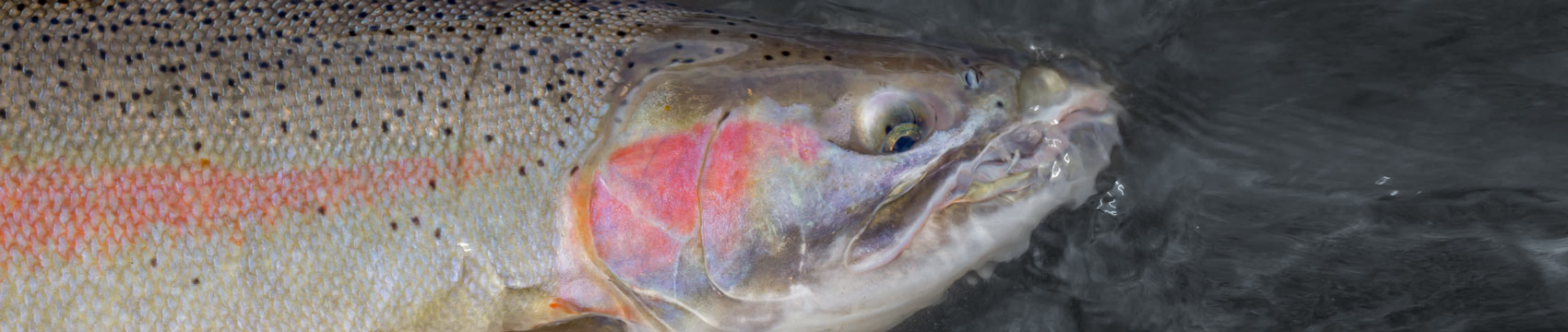 MHX Steelhead Rod Blanks