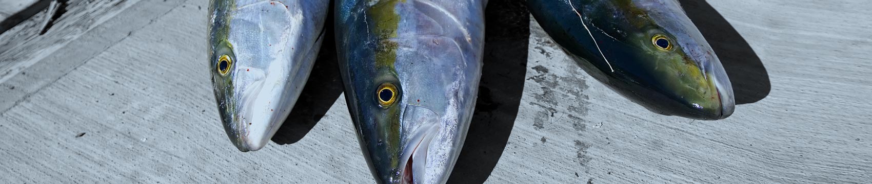 Phenix Titan Popping & Jigging Rod Blanks