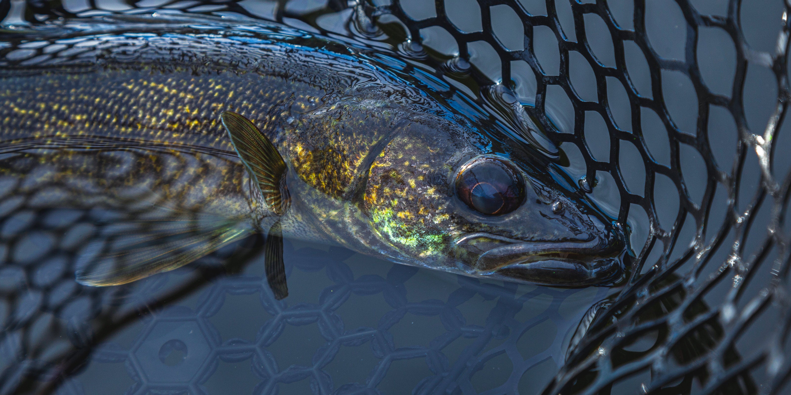 Walleye Fishing Rod Blanks for Rod Building