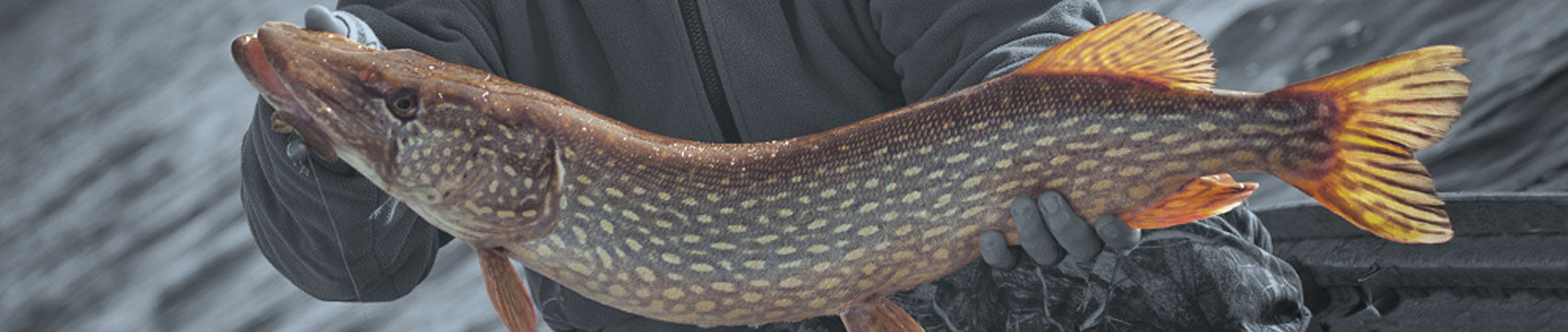 MHX Musky & Pike Rod Blanks