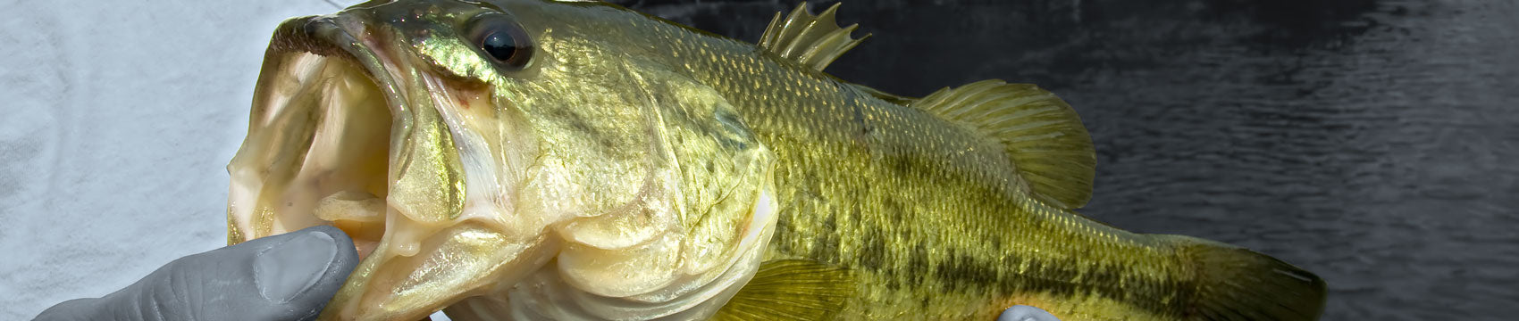 Phenix Ultra Rod Blanks