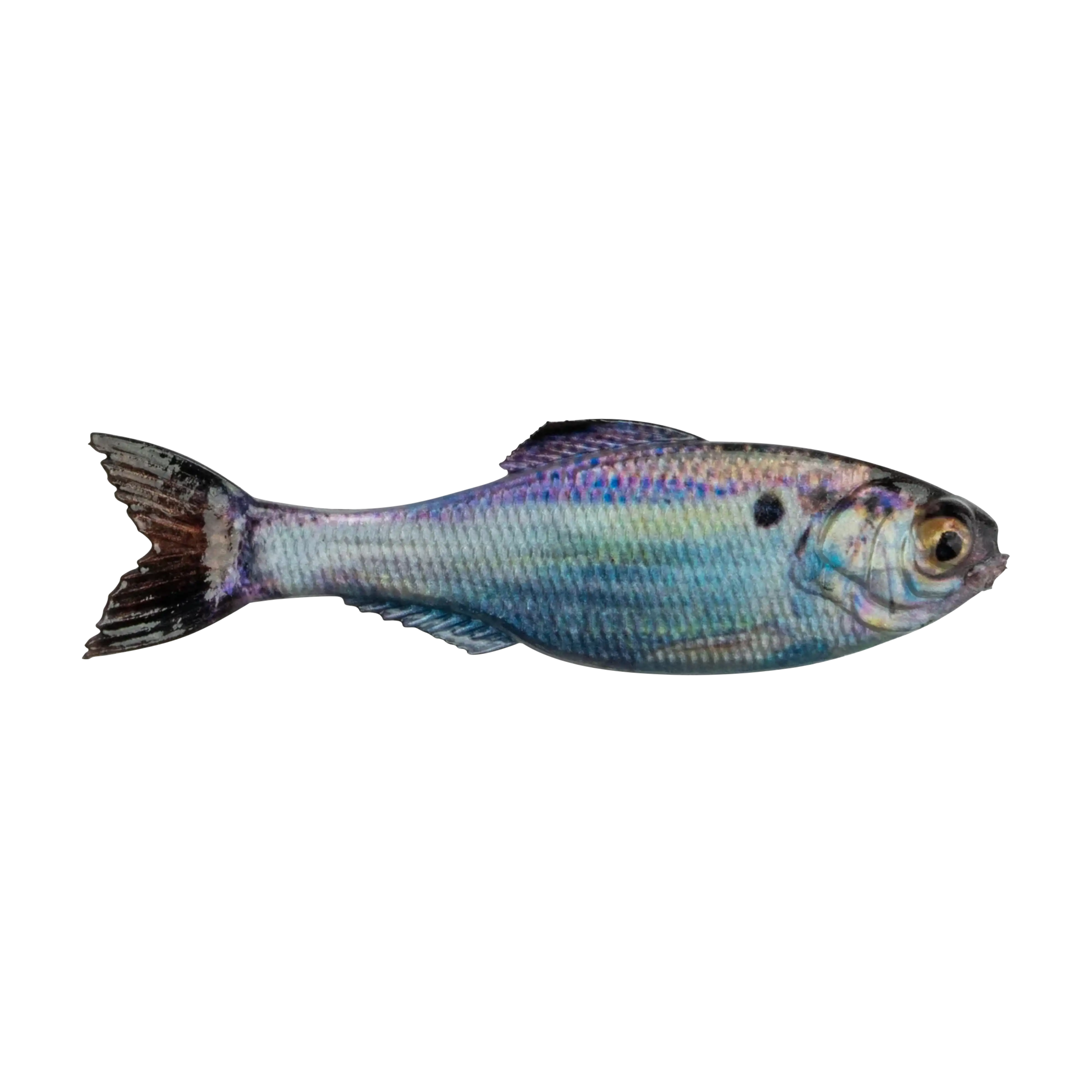 6th Sense The Panorama Live Gizzard Shad