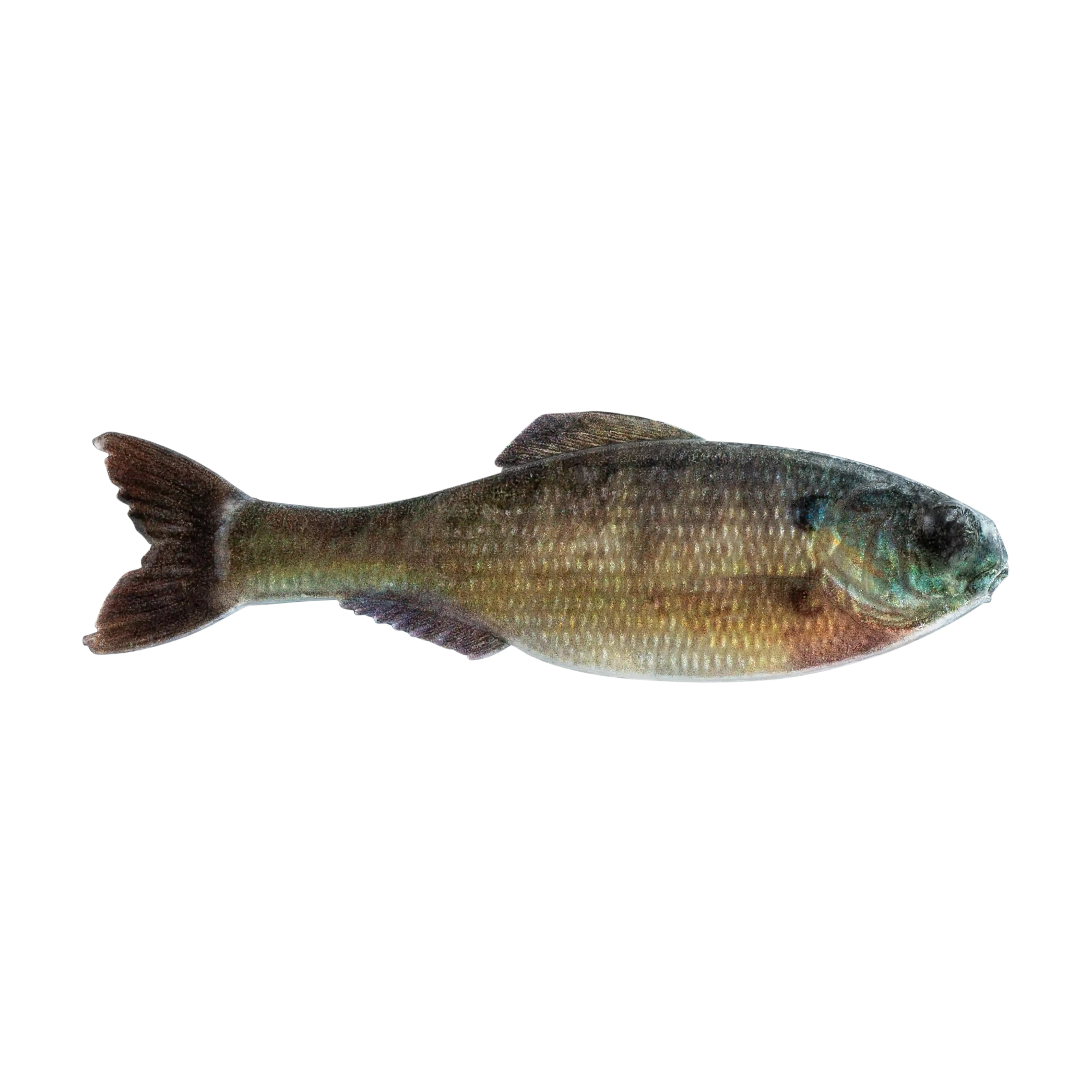 6th Sense The Panorama Live Bluegill