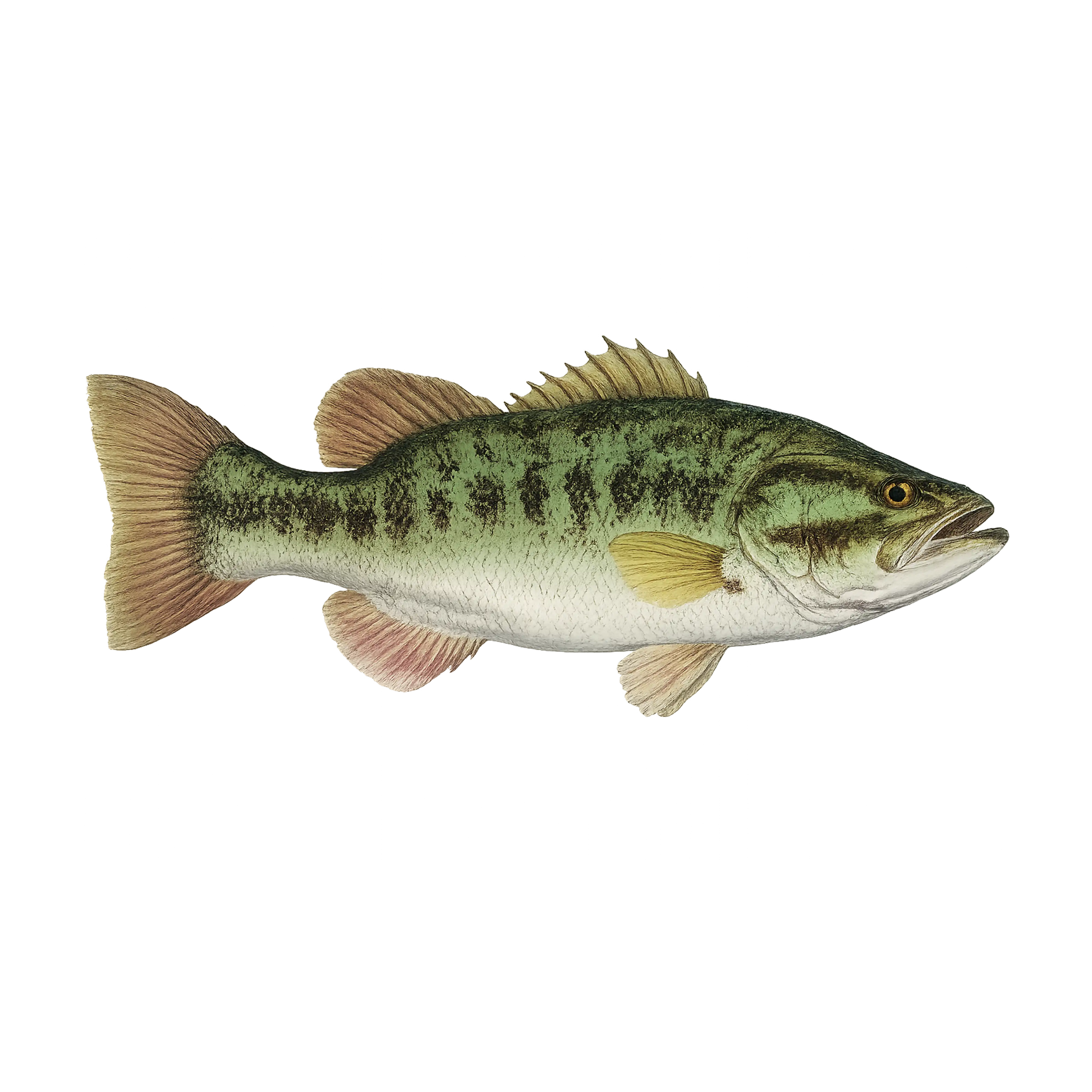 Mud Hole Game Fish Rod Decals