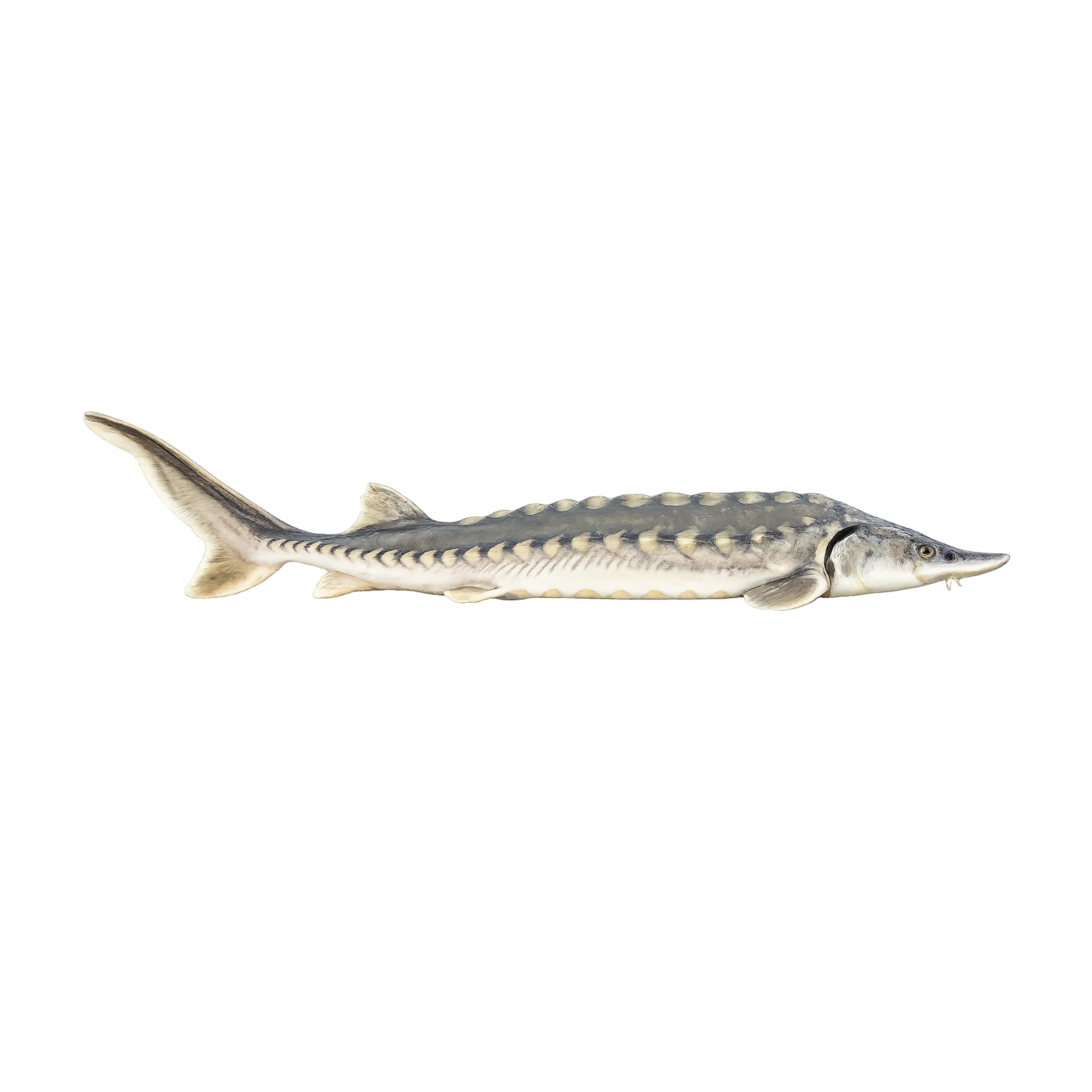Mud Hole Game Fish Rod Decals