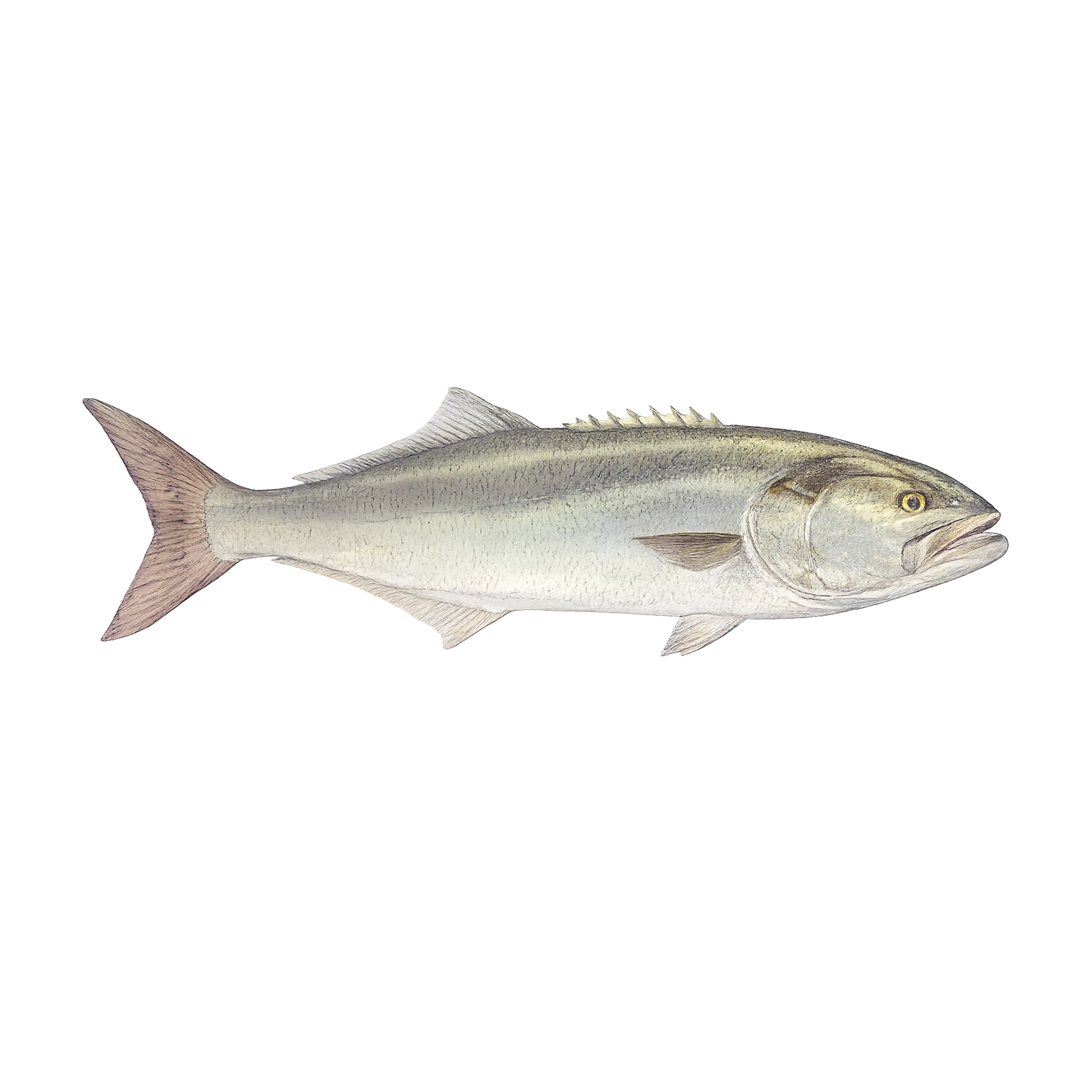 Mud Hole Game Fish Rod Decals