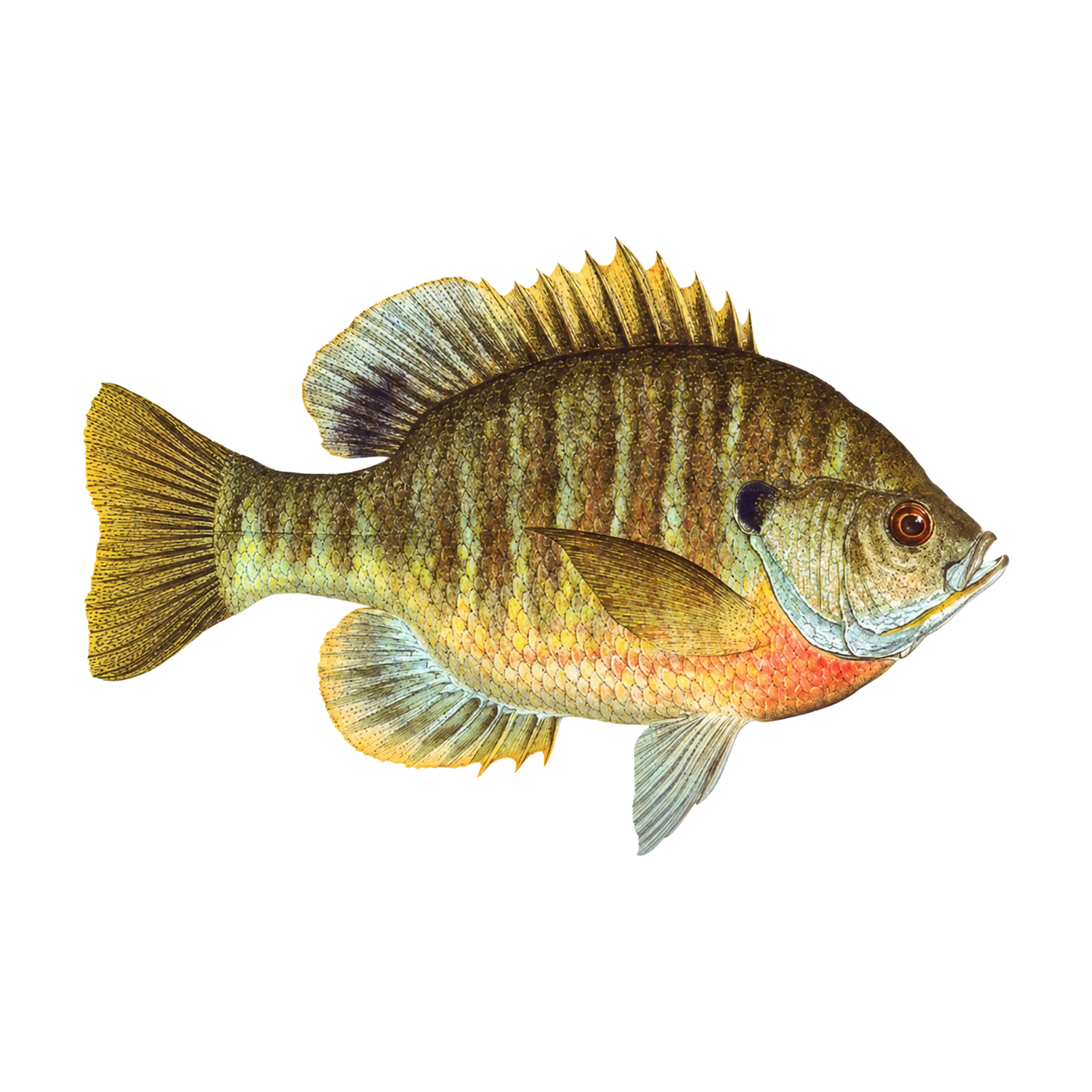 Mud Hole Game Fish Rod Decals