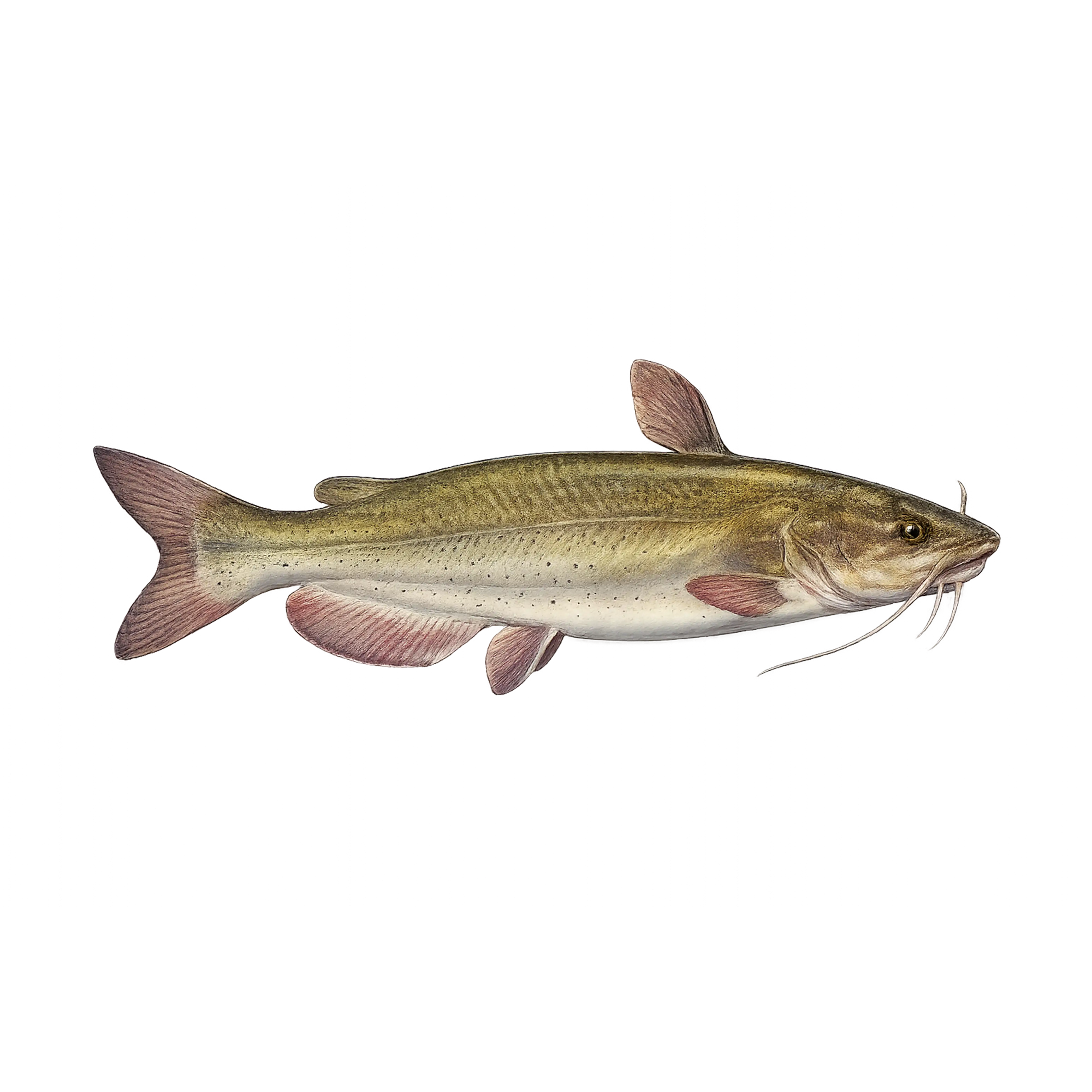 Mud Hole Game Fish Rod Decals