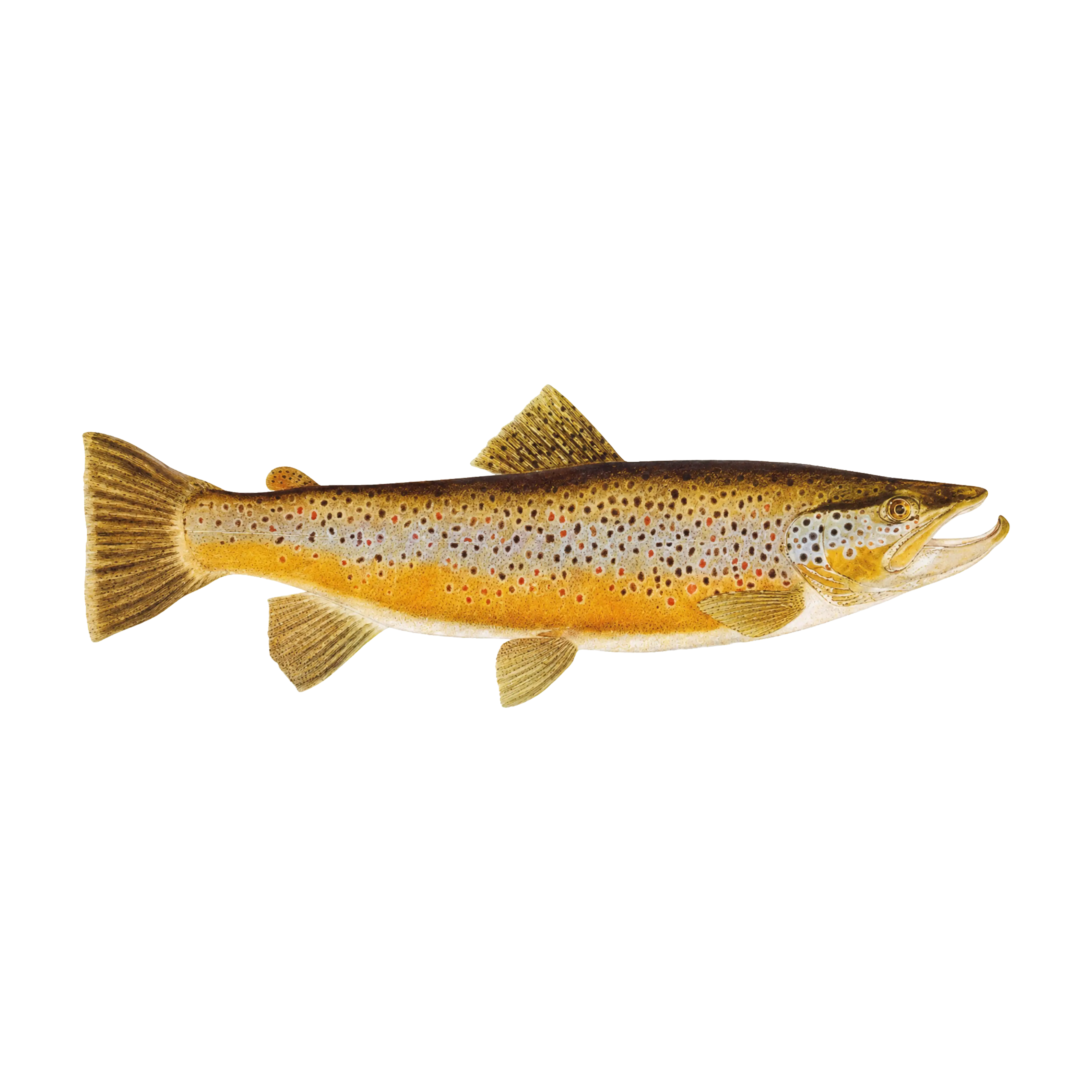 Mud Hole Game Fish Rod Decals
