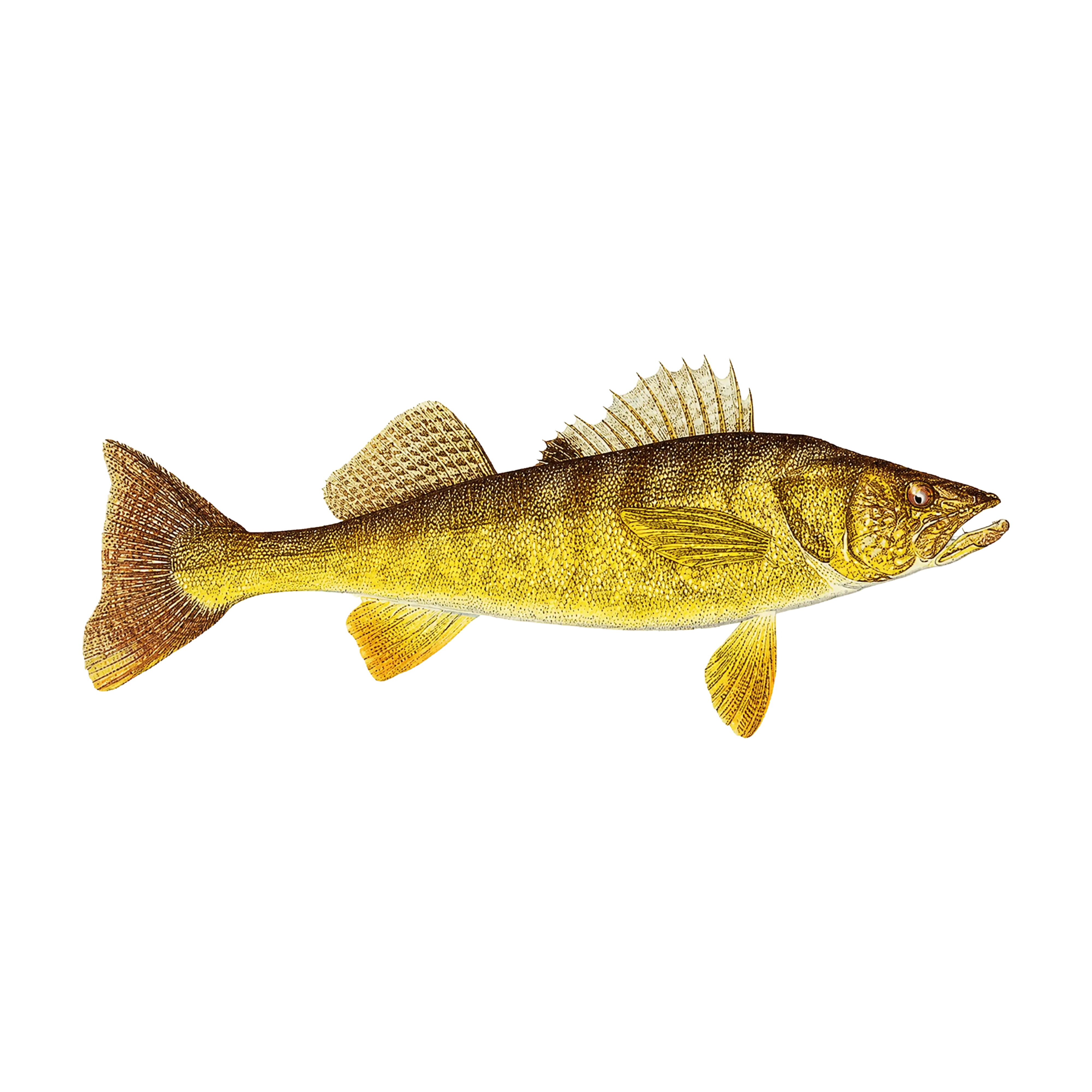 Mud Hole Game Fish Rod Decals