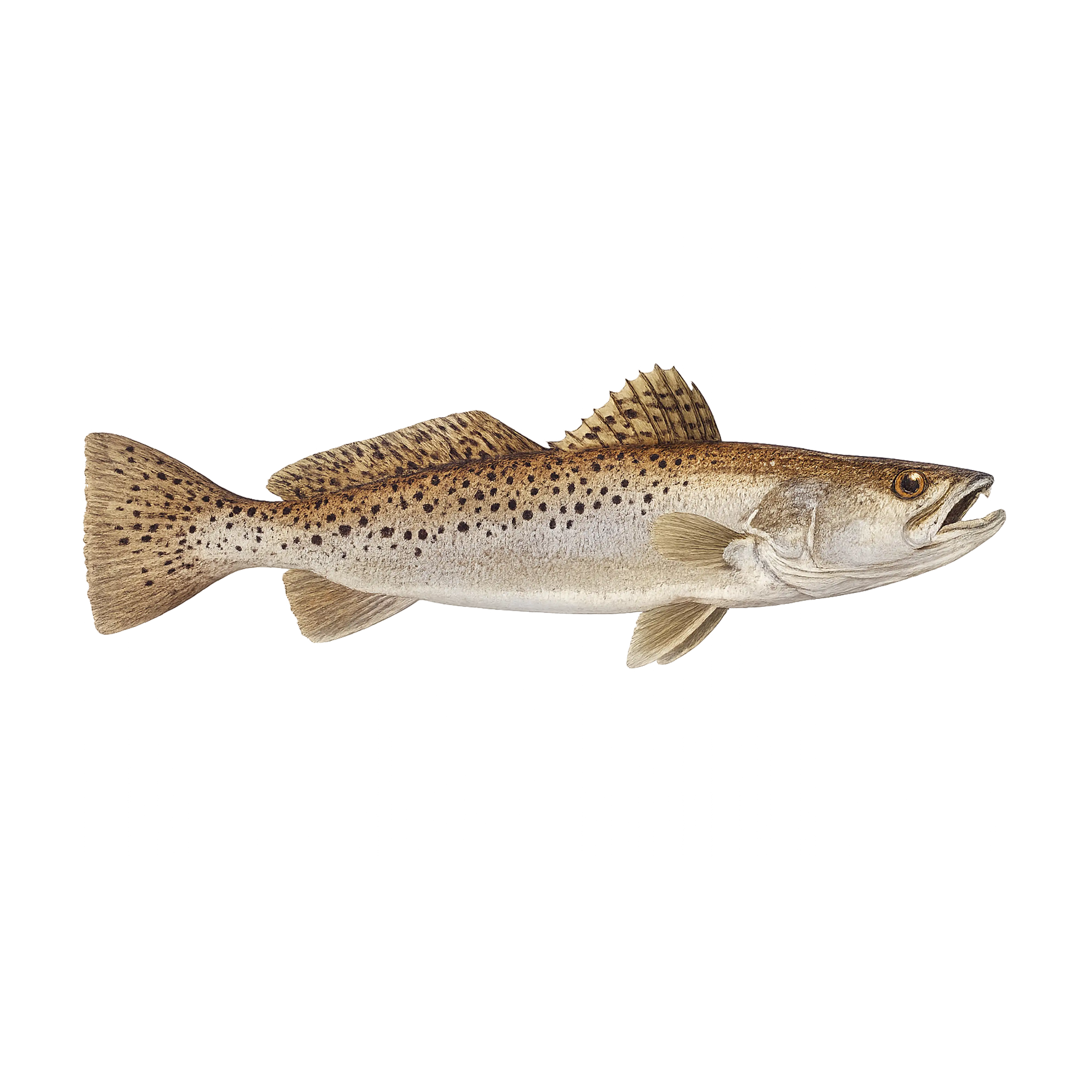 Mud Hole Game Fish Rod Decals