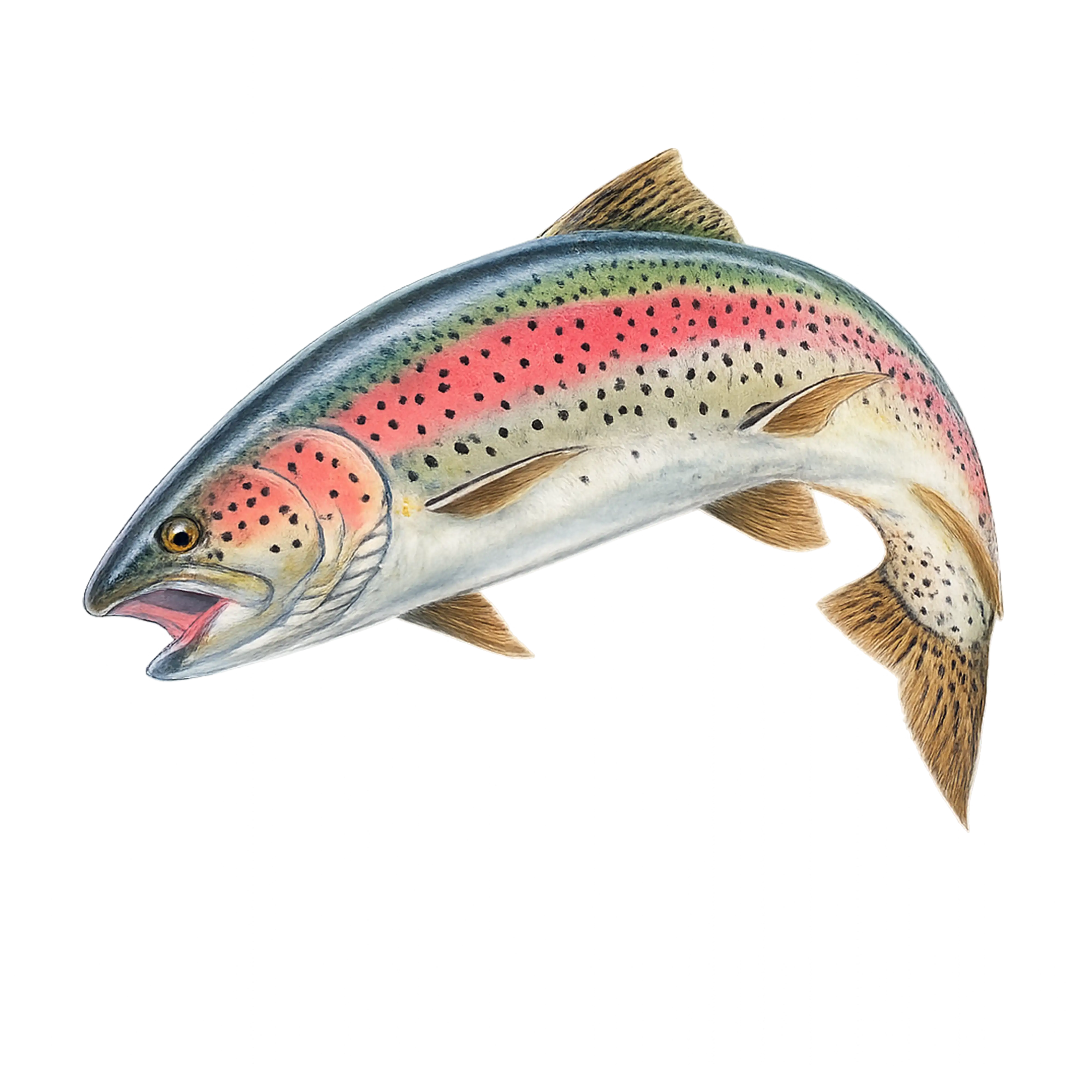 Mud Hole Game Fish Rod Decals