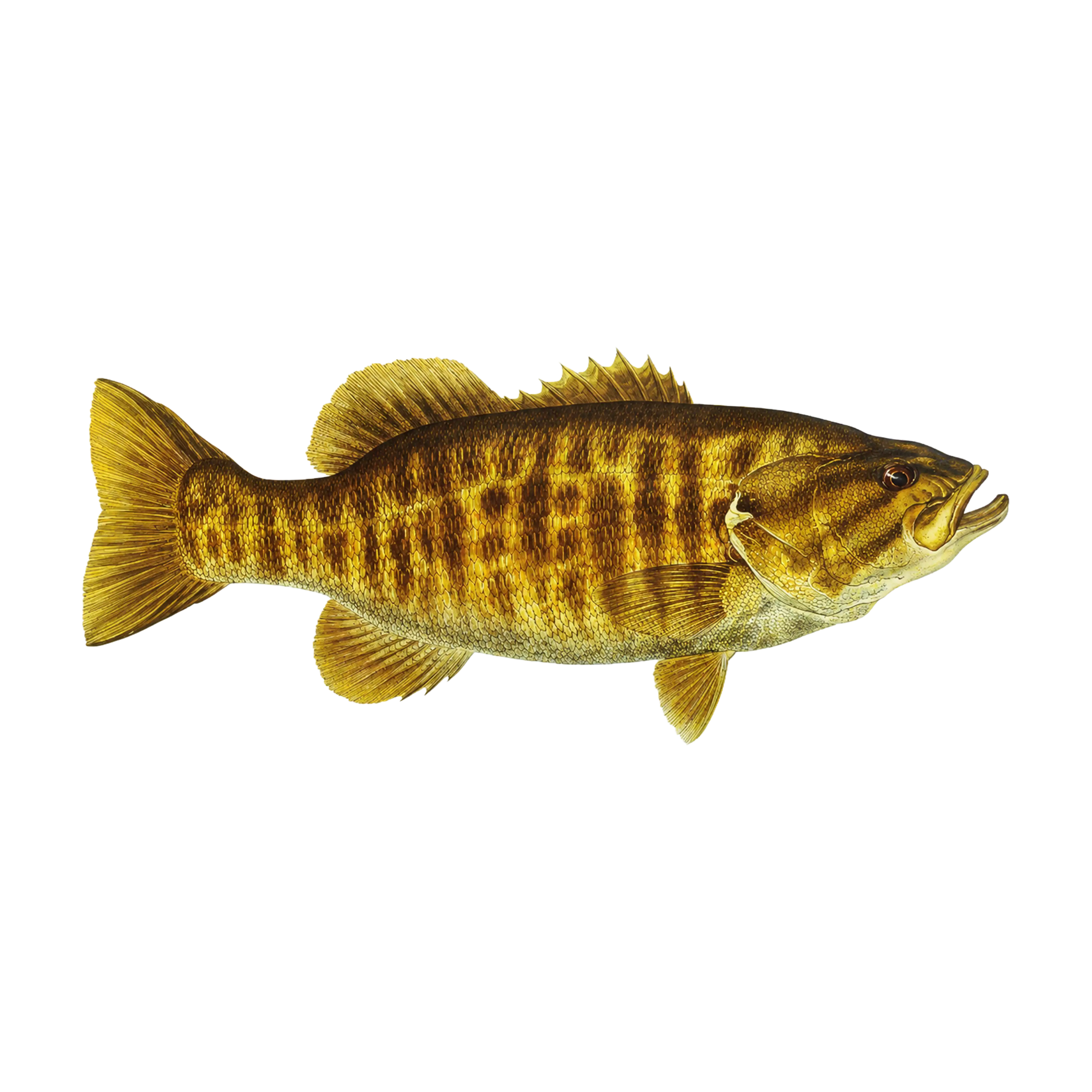 Mud Hole Game Fish Rod Decals