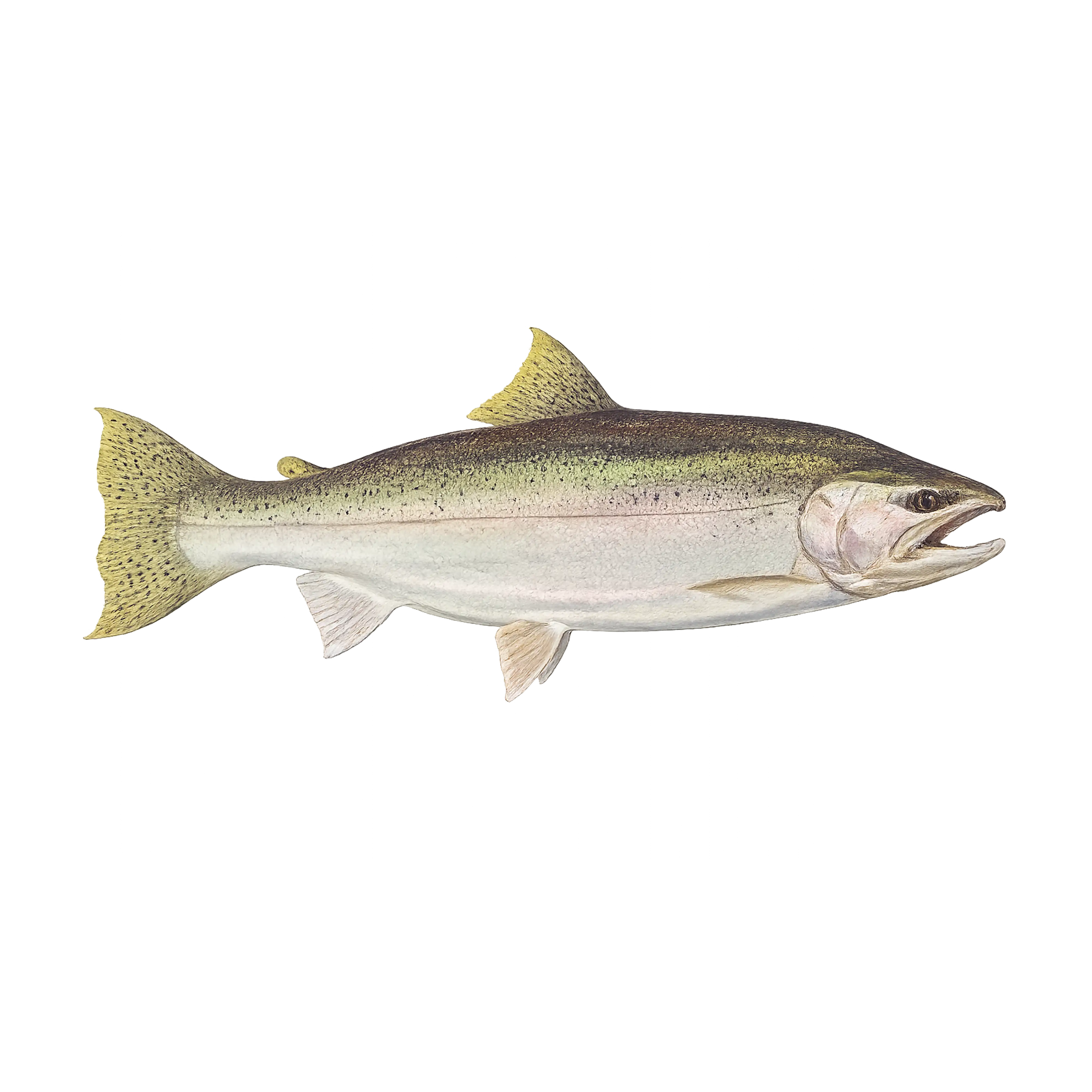 Mud Hole Game Fish Rod Decals