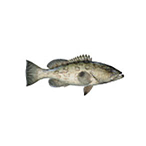 Mud Hole Game Fish Rod Decals