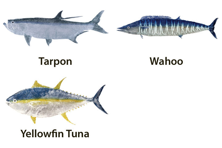 Mud Hole Japanese Gyotaku Fish Art Decals by Marshall Madruga