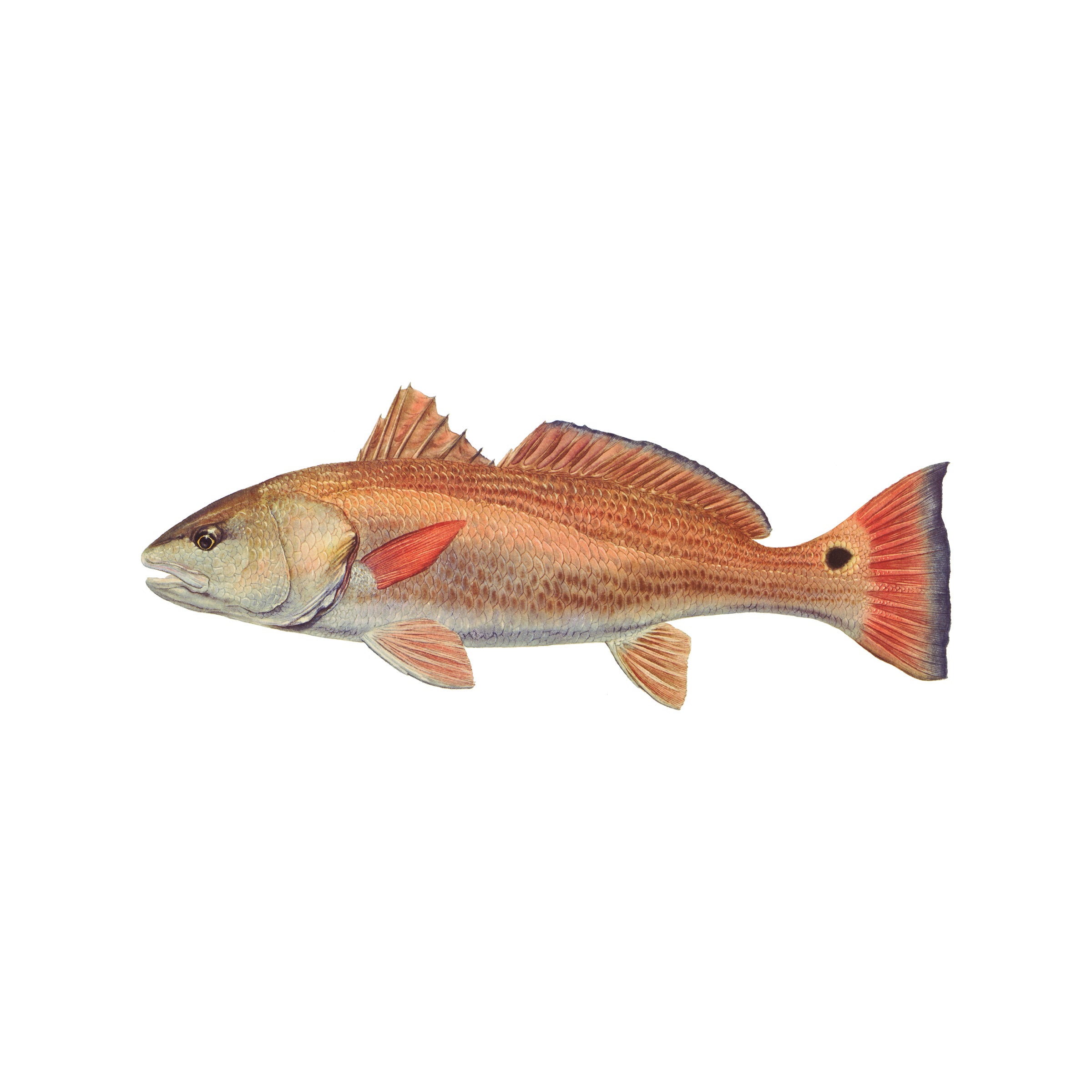#species_redfish