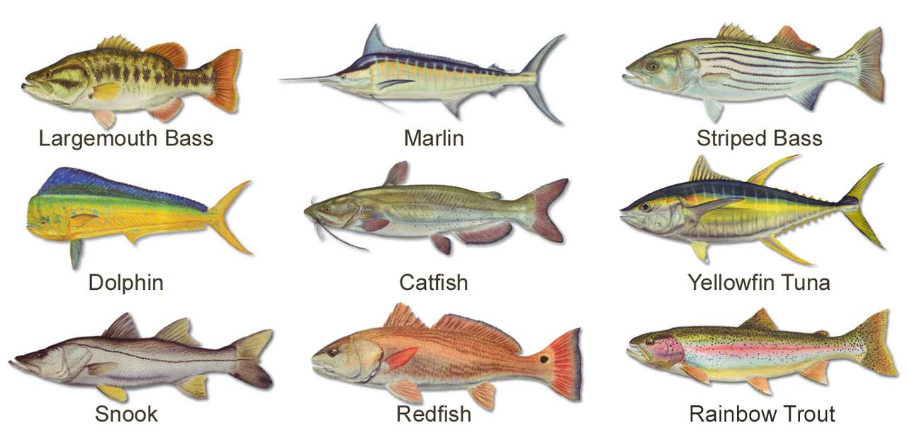 Women's Custom T-Shirt: Life Ring with Crossing Rods