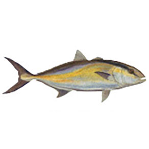 Mud Hole Game Fish Rod Decals