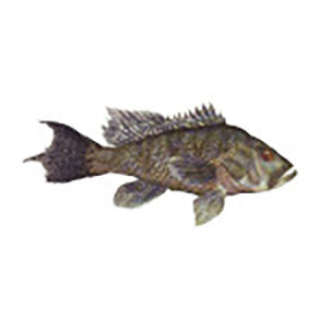 Mud Hole Game Fish Rod Decals