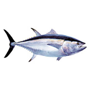 Mud Hole Game Fish Rod Decals