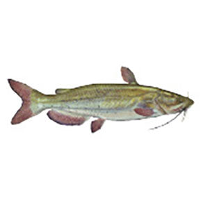 Mud Hole Game Fish Rod Decals