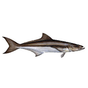 Mud Hole Game Fish Rod Decals