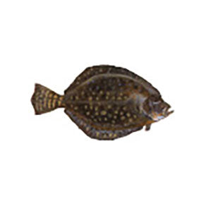 Mud Hole Game Fish Rod Decals