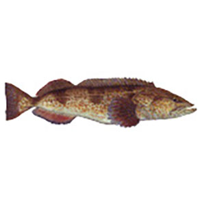 Mud Hole Game Fish Rod Decals