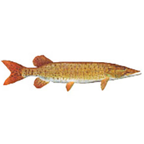 Mud Hole Game Fish Rod Decals