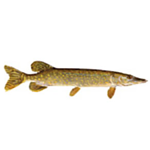 Mud Hole Game Fish Rod Decals