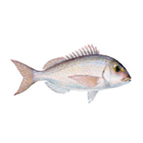 Mud Hole Game Fish Rod Decals