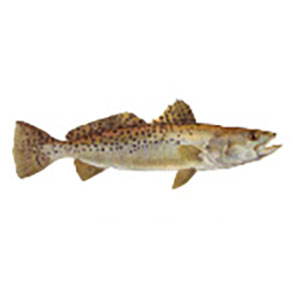 Mud Hole Game Fish Rod Decals