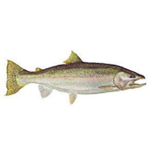 Mud Hole Game Fish Rod Decals