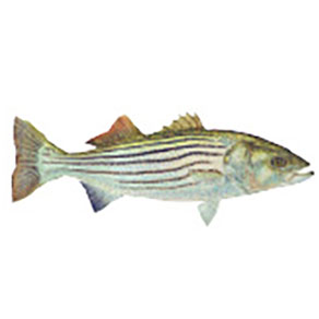 Mud Hole Game Fish Rod Decals