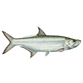 Mud Hole Game Fish Rod Decals