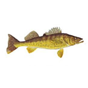 Mud Hole Game Fish Rod Decals