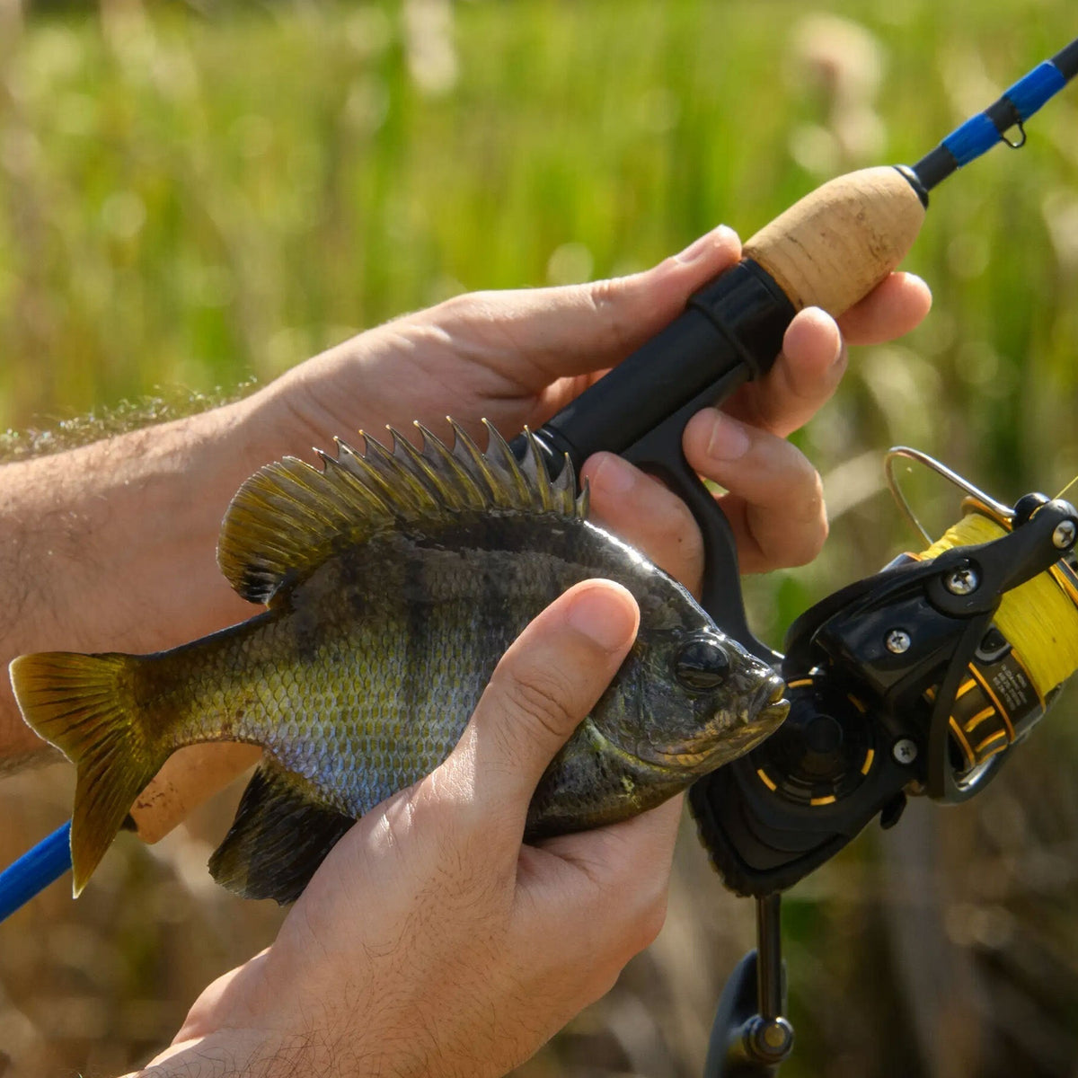 okuma cellio big fish rods Celilo Spinning Rod A Spinning and Baitcasting rod with the sensitivity to feel the bite. Okuma Celilo B Casting Rod