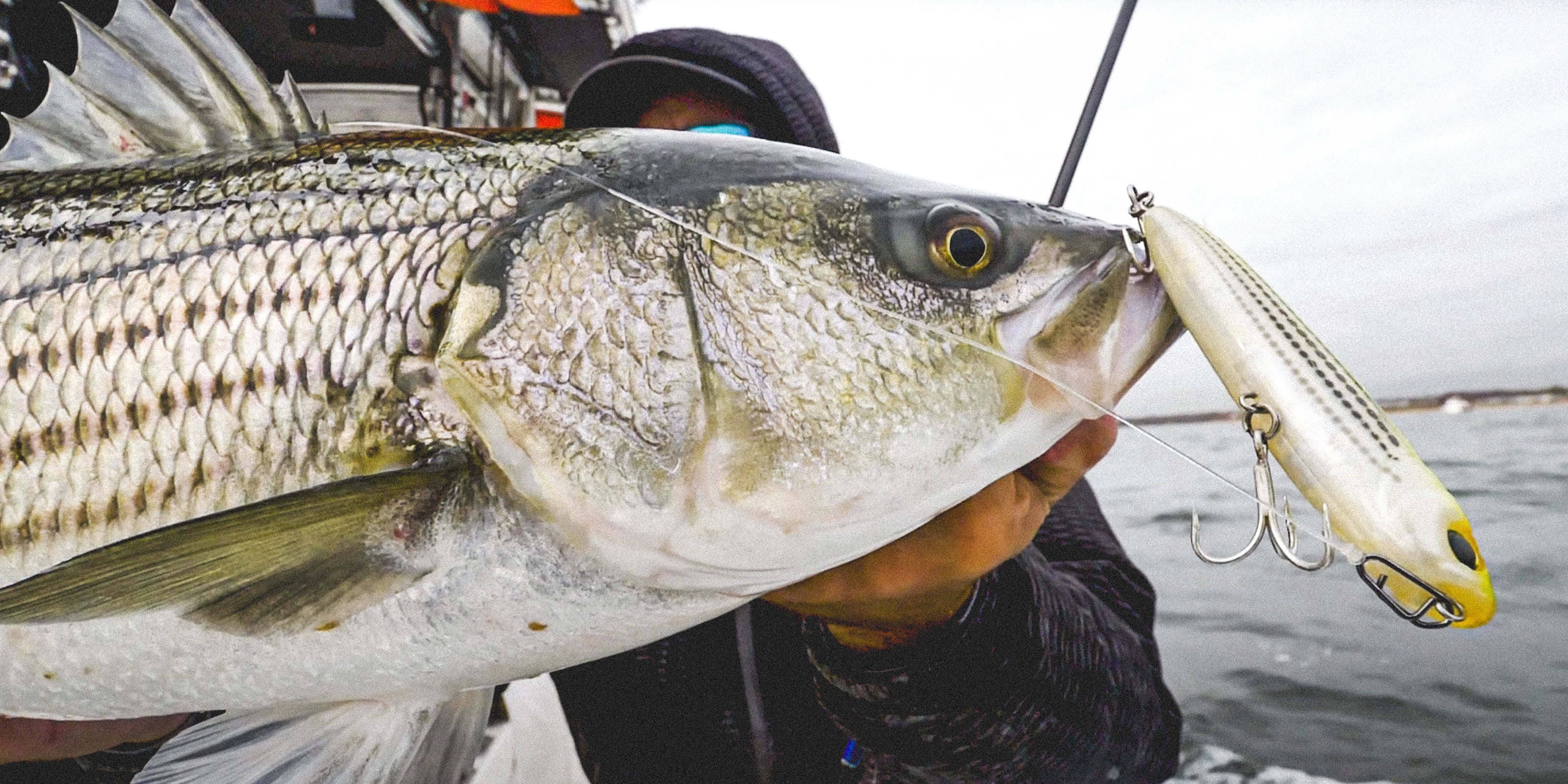 Hard Bodied Fishing Lures & Baits - Crankbaits & Swimbaits