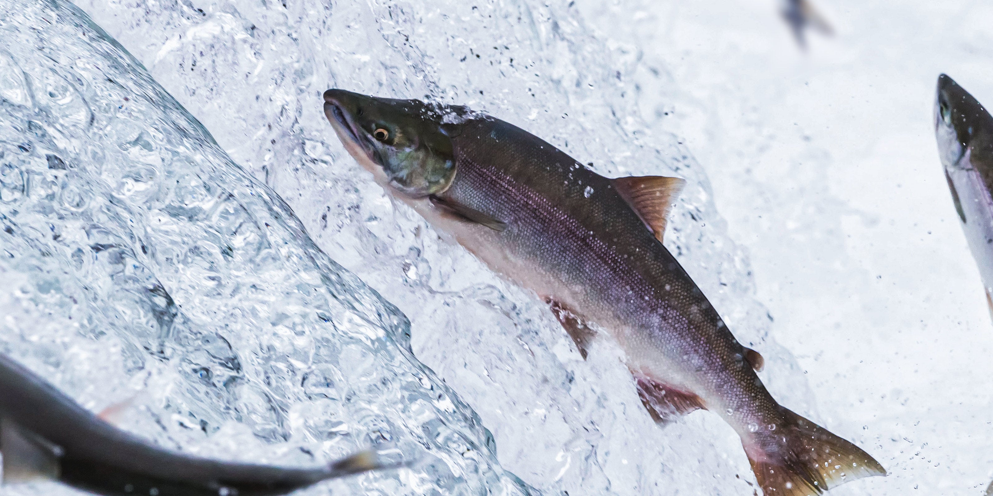 Salmon & Steelhead Rod Blanks